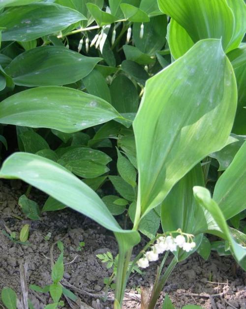 永4.2Ԫ㽭һҽթƭ