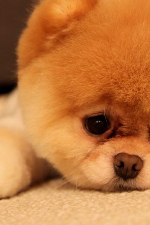 վƻش羳Ĳ 永ʽ4.4